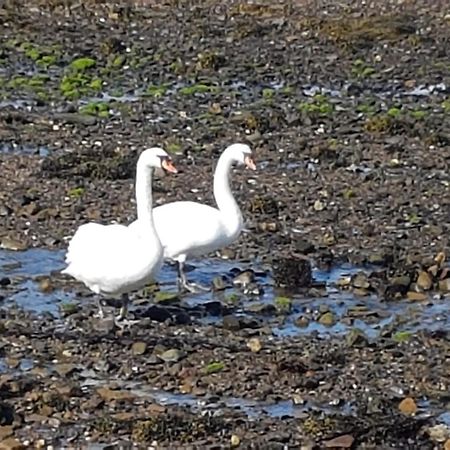 2 The Noust Self Catering Leilighet Saint Margarets Hope Eksteriør bilde